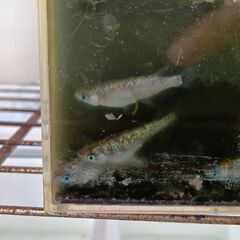 天界メダカ卵20個