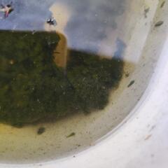 タマミジンコ　1カップ（数不明）の画像