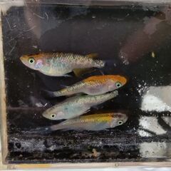 ユリシスメダカ卵30個