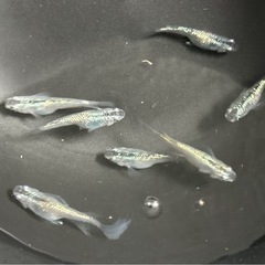 【ラスト4匹‼️】⭐︎ネプチューンメダカ✴︎  1匹¥150-の画像
