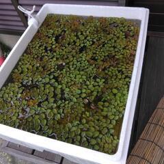 あげます　(ホテイアオイ、浮き草）残り僅かの画像