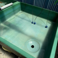 らんちゅう  メダカ　鯉　金魚などに　発泡入り