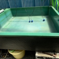 らんちゅう  メダカ　鯉　金魚などに　発泡入りの画像