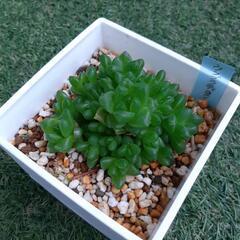 ウンブラティコラ(10)　ハオルチア属　多肉植物