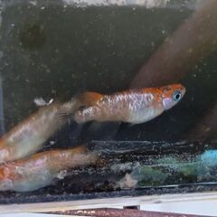 月下美人メダカ卵20個の画像
