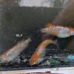 月下美人メダカ卵20個の画像