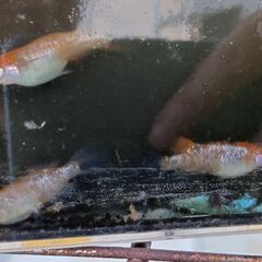 月下美人メダカ卵20個