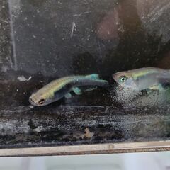 川戸血統カブキメダカ稚魚10匹の画像