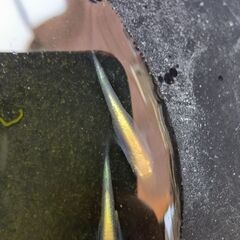 川戸血統カブキメダカ卵30個