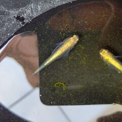 川戸血統カブキメダカ稚魚10匹の画像