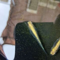 川戸血統カブキメダカ稚魚10匹の画像