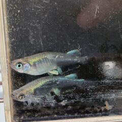 川戸血統カブキメダカ稚魚10匹の画像