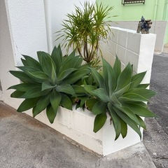 アガベ