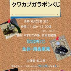 6/22　昆虫クジ、生体販売用品販売します❗