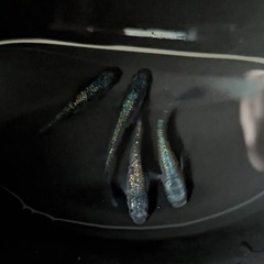 メダカ成魚、稚魚、卵の画像
