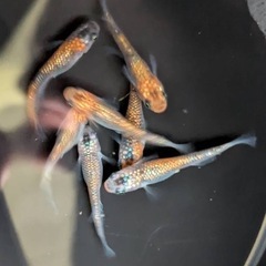 メダカ成魚、稚魚、卵