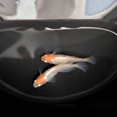 メダカ成魚、稚魚、卵の画像