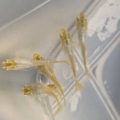 メダカ成魚、稚魚、卵の画像