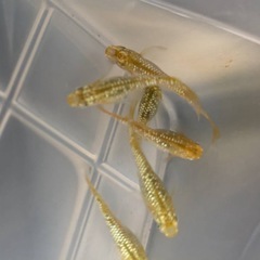 メダカ成魚、稚魚、卵の画像