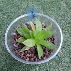 エメラルダ(3)　ハオルチア属　多肉植物