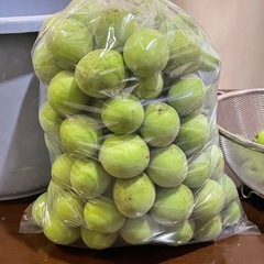 【予約済み】　青梅 2kg 採れたて！梅仕事にどうぞ☆の画像