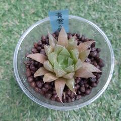 青雲の舞（小）　ハオルチア属　多肉植物