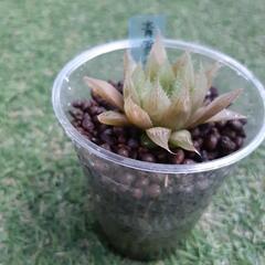 青雲の舞（小）　ハオルチア属　多肉植物の画像