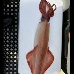 白イカ釣りに行って釣りました😁 直ぐに冷凍、釣りたてなので冷凍で...