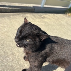 黒猫　里親募集　かぎしっぽ