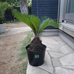 7番：ソテツ