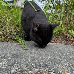 黒猫　里親募集　かぎしっぽ - 鈴鹿市