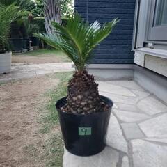 9番：ソテツ