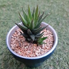 鼓笛(2)　ハオルチア属　多肉植物の画像