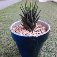 鼓笛(2)　ハオルチア属　多肉植物