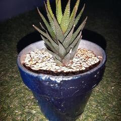 鼓笛(2)　ハオルチア属　多肉植物の画像