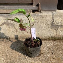 （レアトマト）ブランデイワイントマト　苗　200円