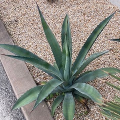 ①アガベ　Agave　アメリカーナ　リュウゼツラン