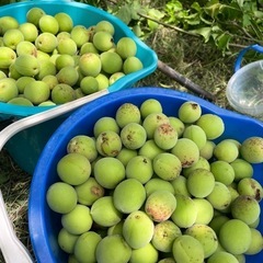 青梅　1キロ