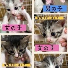 里親募集