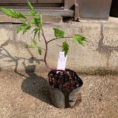 （レアトマト）ラッキータイガートマト　苗　200円