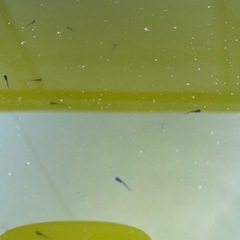 サタン、オロチ稚魚1匹 の画像