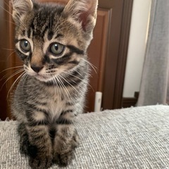 【キジトラ子猫🐈】里親さん募集中