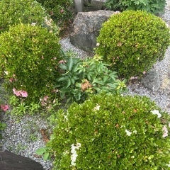 6月15日迄　つつじ🌺掘り上げて全て引き取りして頂ける方
