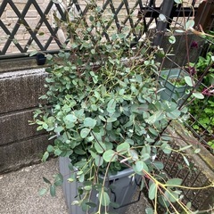 ユーカリ剪定枝　　　の画像