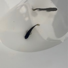 メダカの稚魚　影姫　10匹＋a 500円