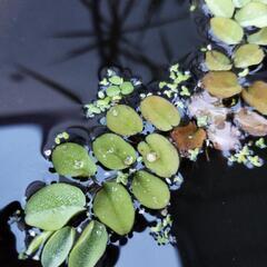 水草