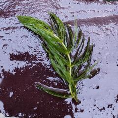 水草の画像