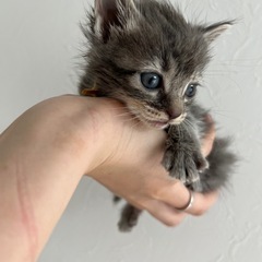 ※話し合い中※子猫ちゃん🐱🎀