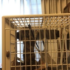 アイリス プラケージ2段 スリムタイプの画像