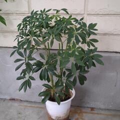 シェフレラ　観葉植物　高さ50センチ